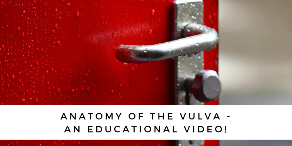 Anatomy Of The Vulva An Educational Video Equilibria Physiotherapy And Nutrition 3106