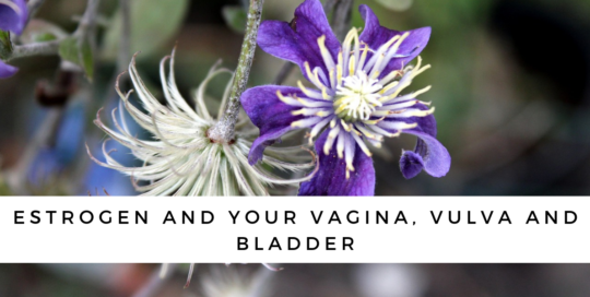 Estrogen And Your Vagina Vulva And Bladder Equilibria Physiotherapy And Nutrition 6513